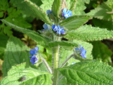 Pentaglottis sempervirensOverblijvende ossetong bestellen